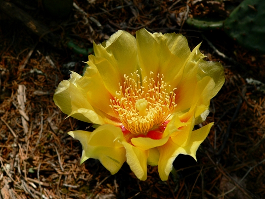 {Opuntia cespitosa}